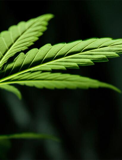 Neue Forschungen in Südafrika zeigen, warum Cannabisblätter nützliche Verbindungen enthalten können.