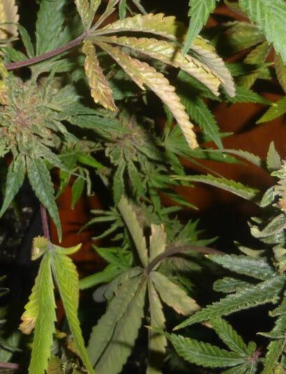 Le cannabis est-il de droite ou de gauche ?