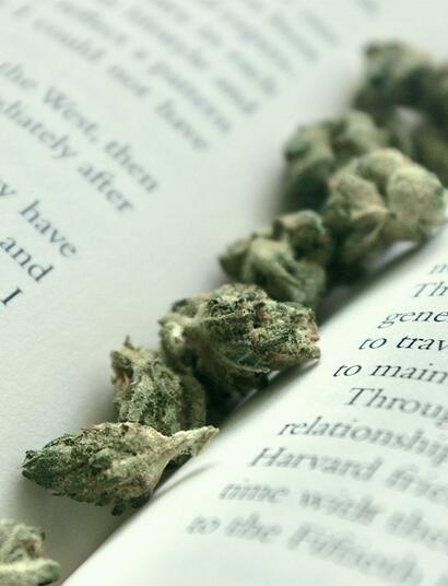 Japanische Studie sagt, Cannabis ist keine Einstiegsdroge