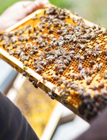 Cannabis als neuer Hoffnungsträger für den Bienenschutz