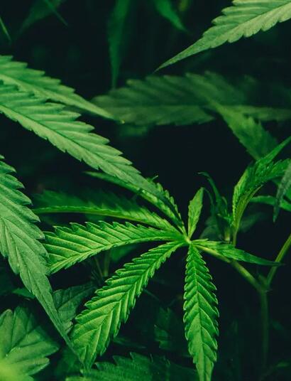 Cannabis kann bei ADHS helfen