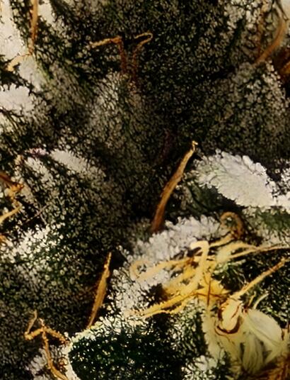 Cannabis lindert chronische Schmerzen