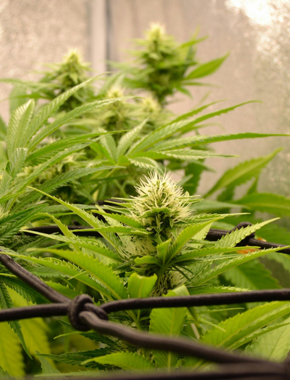 Common Cannabis Growing Mistakes Beginners Make