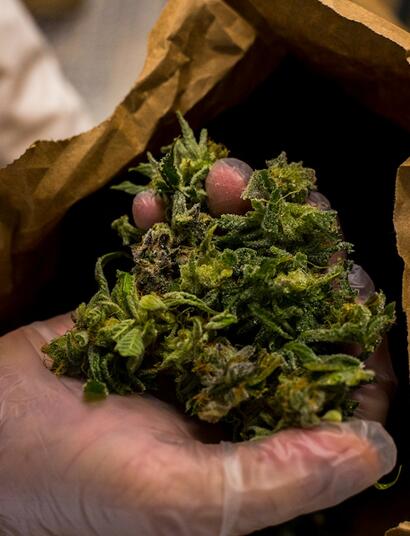 What Are the Best Hydro Systems for Beginner Growers?