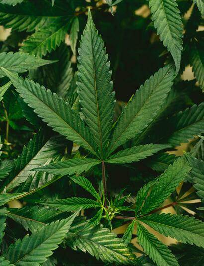 Vapen verursacht ein stärkeres High als Rauchen. 