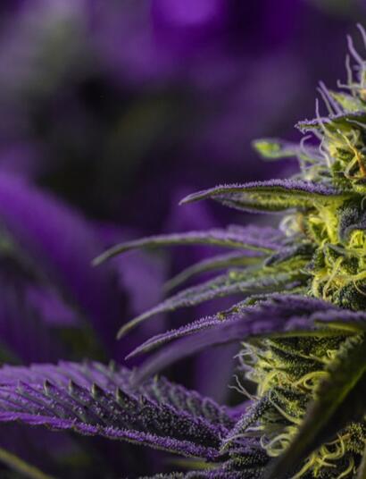 Neue deutsche Regierung entscheidet im Herbst über Cannabis