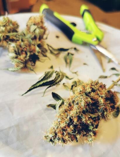 Cannabissorten für den Herbst