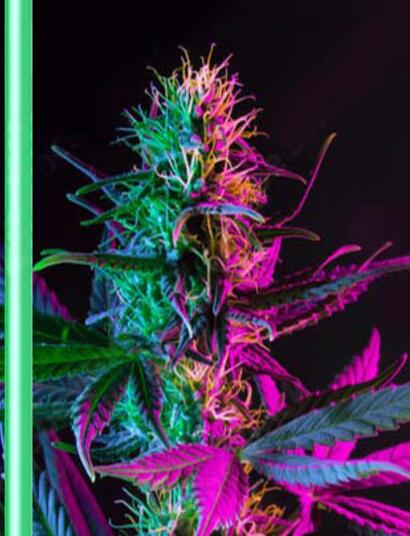 Budz web site