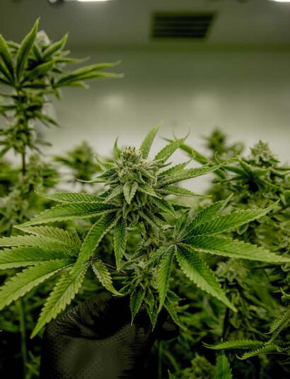 Canopy Growth ruší 60 % pracovních míst