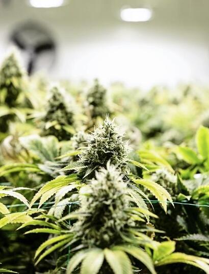 Celebryci popierający medyczną marihuanę