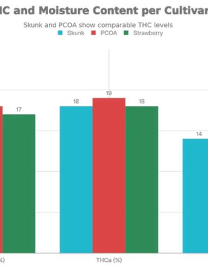  Culture sans phase végétative : un système racinaire robuste