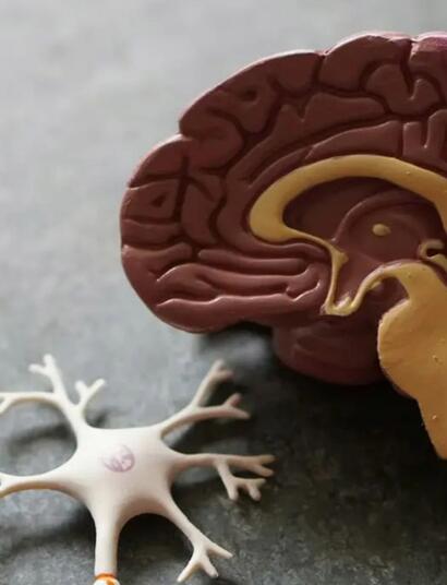  Le cerveau se rétablit-il après l'arrêt du cannabis ?
