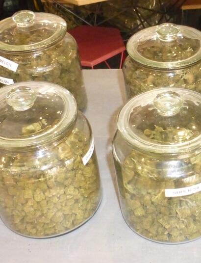 CBD : baisse du rendement des cultures de chanvre