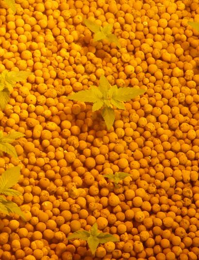 Quel substrat choisir pour la culture du cannabis ?