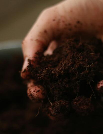 When it comes to growing cannabis, choosing the right medium is crucial for success. Two popular options are soil and coco coir.