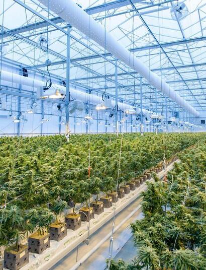 Cómo quitar el olor a marihuana del indoor.