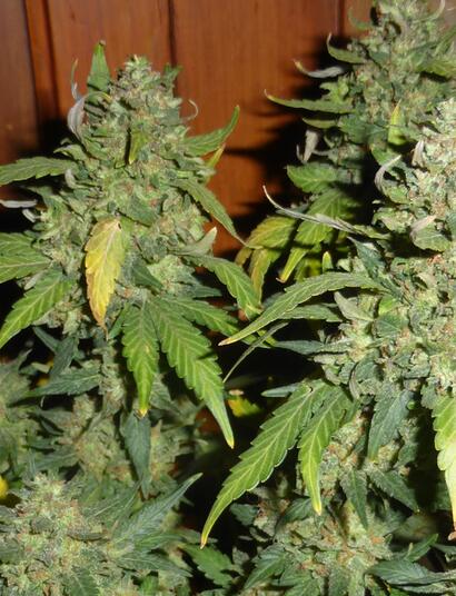 Consultation citoyenne sur le cannabis : les propositions de Soft Secrets France