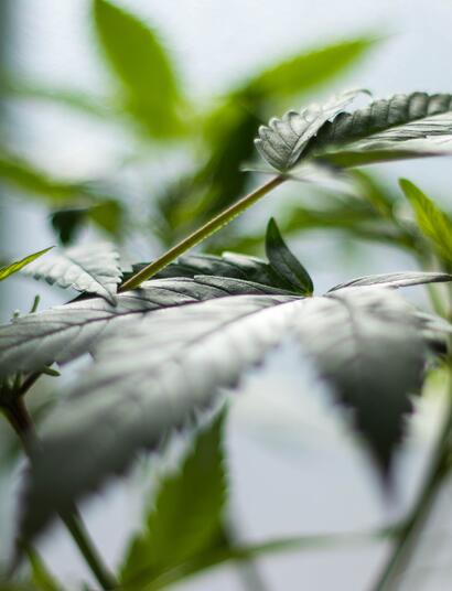 Costa Rica muy cerca de regular cáñamo y cannabis medicinal.