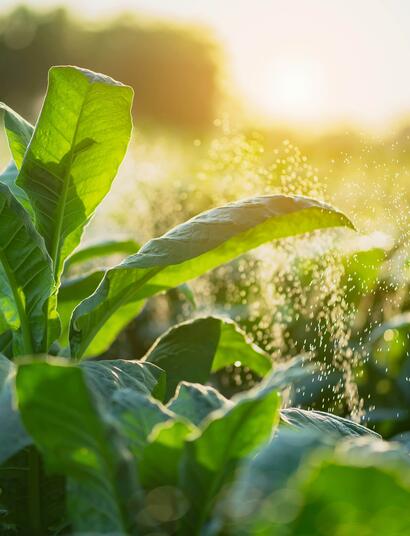 Researchers propose that CBD acts as a metabolic or neurotoxic poison, impairing vital functions in pests.