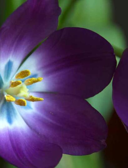 Odkryto fitokannabinoid vodo-C1 w innej roślinie