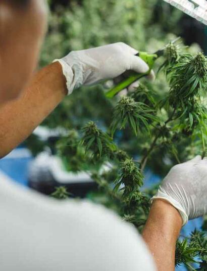 Super Cropping Cannabis