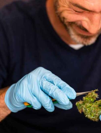 Trimming and Harvesting Cannabis Plants