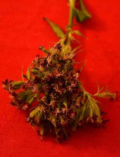 PGR Weed vs Sprayed Weed: Differences & Safety Guide