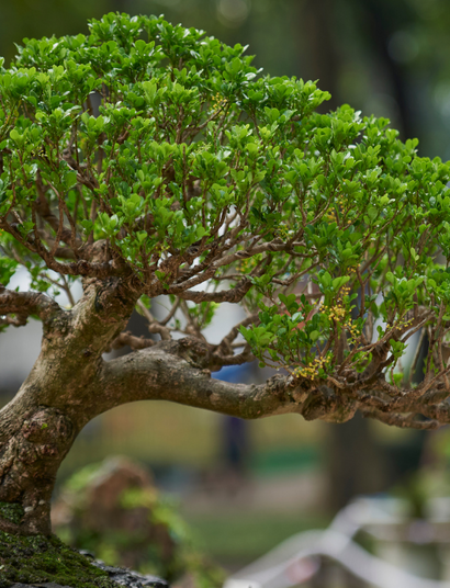 The Art of Canna Bonsai