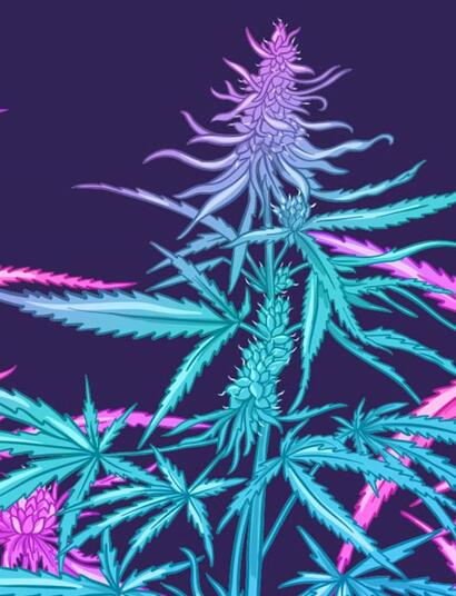 Soft Secrets Selection Novembre 2025