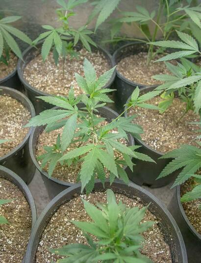 cómo cultivar marihuana