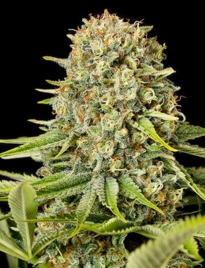 Critical Jack