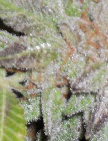 Critical Lemon