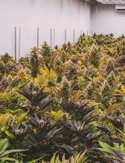 Crop Steering : les bons leviers pour guider ses cultures