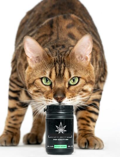 ¿Cuáles son los beneficios del CBD para gatos?