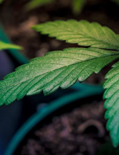 Cuidados de la marihuana en macetas