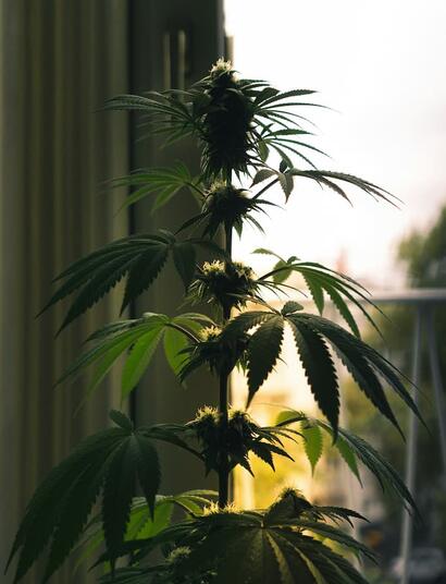 Cómo Cultivar Cannabis en Casa
