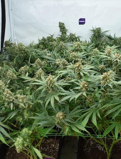 Cultivo sostenible de marihuana