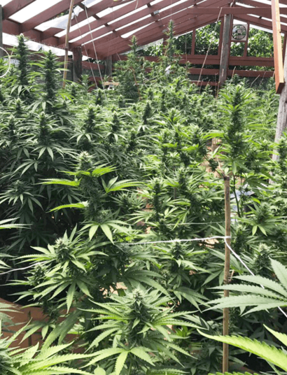 Marijuana’s Ideal Growing Environment