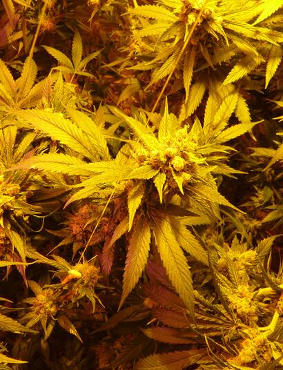 L'inflation nuit-elle à l'industrie du cannabis ?