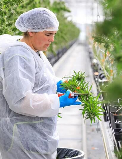 Un nouveau Comité scientifique sur le cannabis médical créé par l’ANSM
