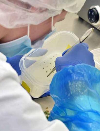 La culture tissulaire chez Flowery Field