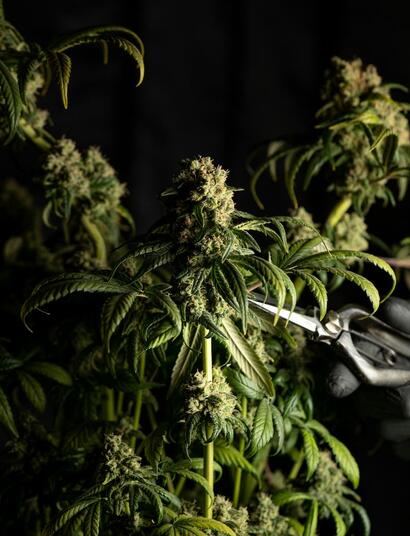 ¿Cuándo cortar marihuana?