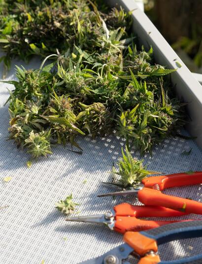 ¿Cuándo es el mejor momento para cosechar las plantas de cannabis?