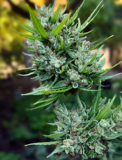 ¿Cuándo se Siembra la Marihuana? Guía Completa para España