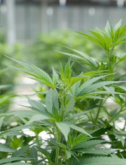 Cuántas plantas de marihuana puedo cultivar 