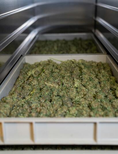 Cuánto cuesta un kilo de marihuana