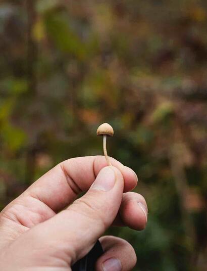 the Czech Republic (Czechia) will allow the medical use of psilocybin to treat depression and provide end-of-life care