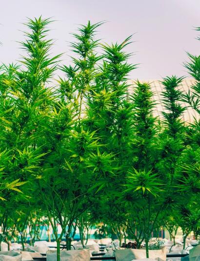 Hemp
