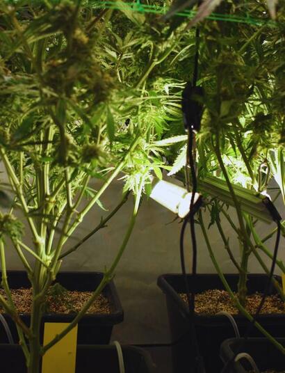 Oświetlenie międzyrzędowe