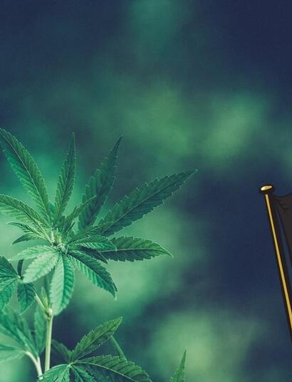 Czy w Belgii powstaną Coffee Shopy?